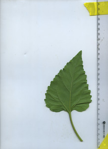 leafbottom