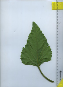 leafbottom