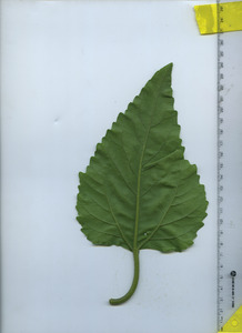 leafbottom