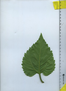 leafbottom