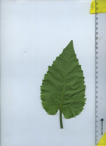 leafbottom