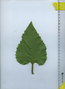 leafbottom