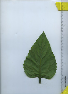 leafbottom