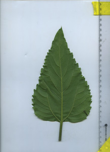 leafbottom