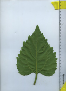 leafbottom