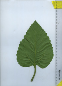 leafbottom
