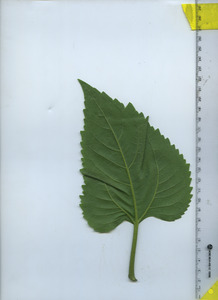 leafbottom