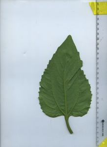 leafbottom