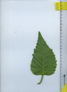 leafbottom