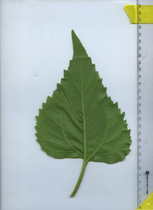 leafbottom