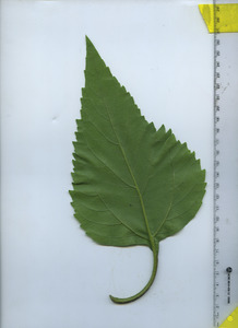 leafbottom