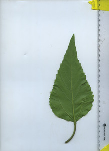 leafbottom