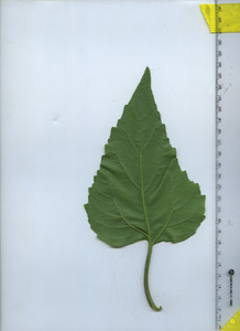 leafbottom