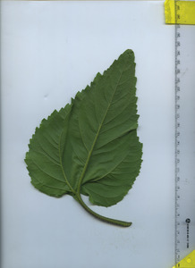 leafbottom