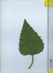 leafbottom