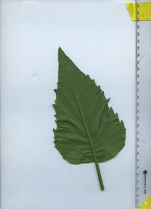leafbottom