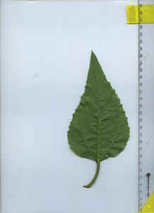 leafbottom