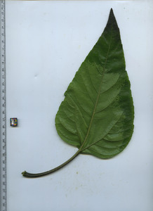 leafbottom