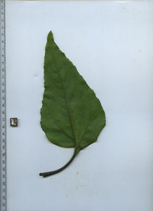 leafbottom
