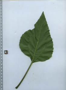 leafbottom