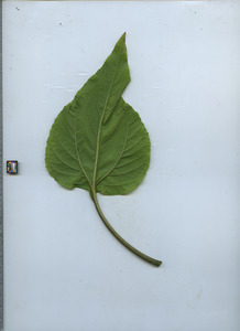 leafbottom