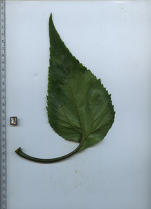 leafbottom