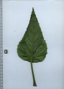 leafbottom