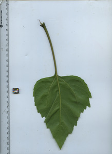 leafbottom