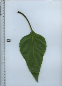 leafbottom