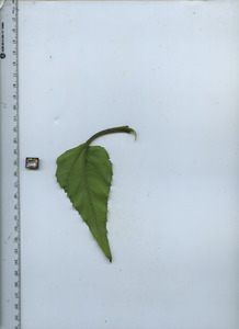 leafbottom