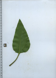 leafbottom