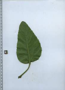 leafbottom