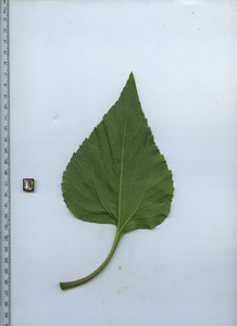 leafbottom