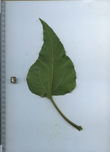 leafbottom