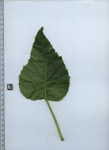 leafbottom