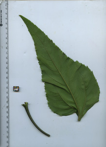 leafbottom