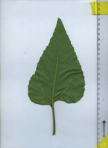 leafbottom