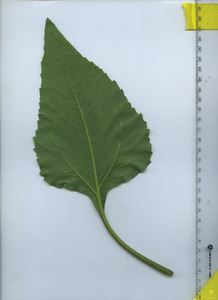 leafbottom