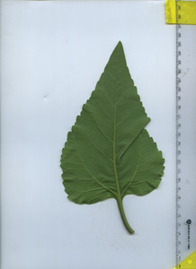 leafbottom