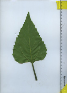 leafbottom