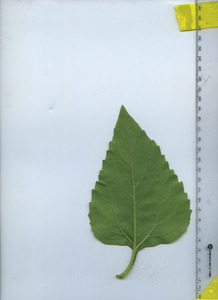 leafbottom