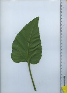 leafbottom