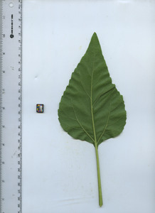 leafbottom