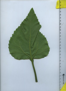 leafbottom