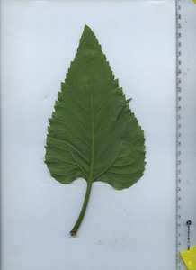 leafbottom