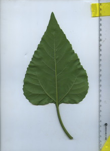 leafbottom