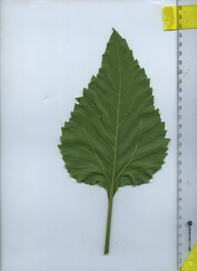 leafbottom