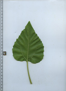 leafbottom
