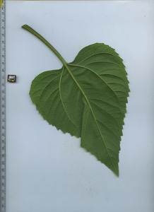 leafbottom