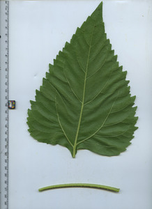 leafbottom